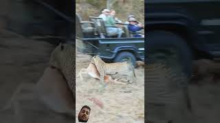 #leopard #wildlife #animals #wildliferescue #attack #attitude