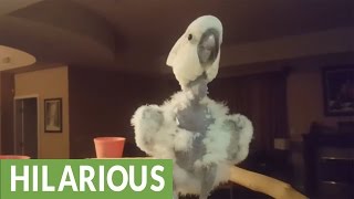 Cockatoo denied donut, throws epic temper tantrum