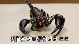 당신이 '전갈'에서 보지 못한 것들 (갑각류 아님)