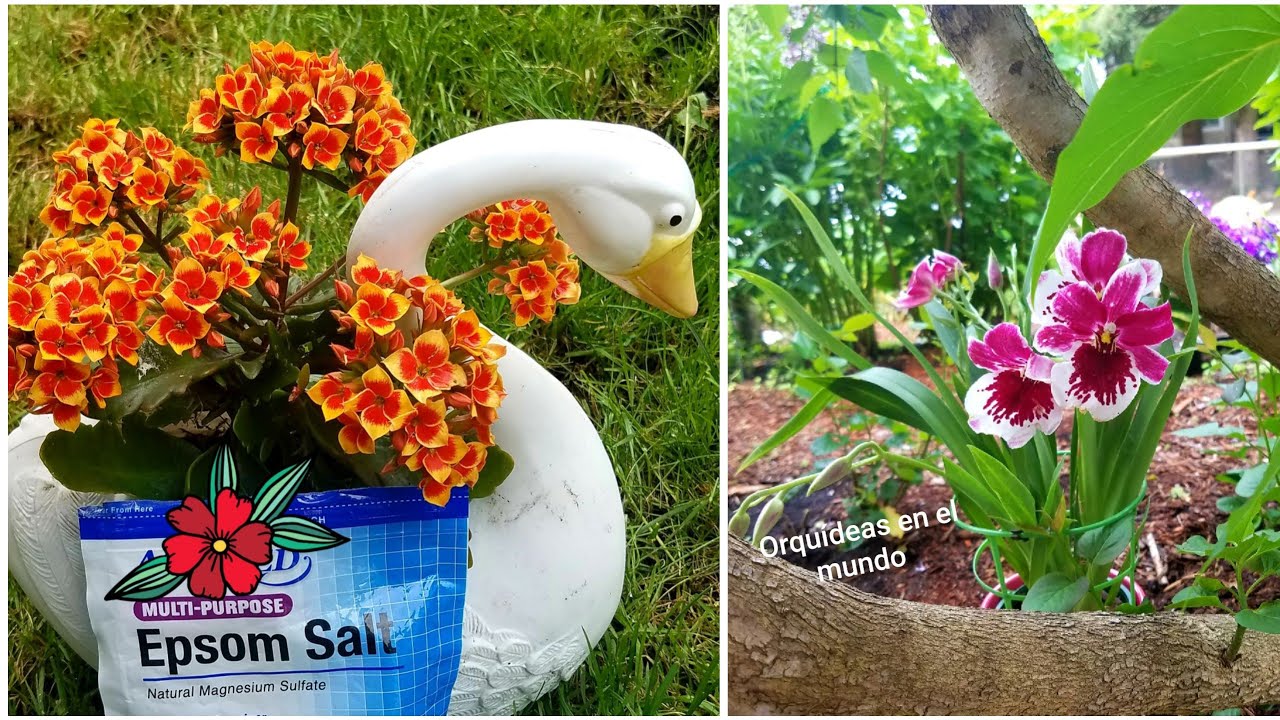 El mejor follage en Orquídeas y plantas ║Orquídeas en el mundo #saldeepsom  #nutrientesplantas - thptnganamst.edu.vn