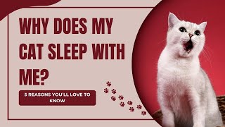 Why Does my Cat Sleep With me? | Find Out Why Cats Sleep with You! | Cat behaviour | Cat Behaviour by All For Love 135 views 7 months ago 2 minutes, 23 seconds