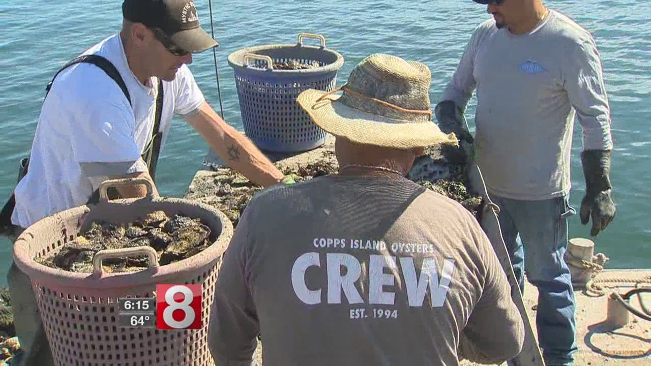 Oyster Festival opens up at Mystic Seaport YouTube