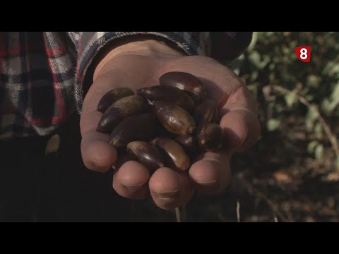 Video: ¿Qué son las agallas del roble? Aprenda sobre el tratamiento de las agallas del roble y la manzana