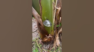 Nước cây chuối hột