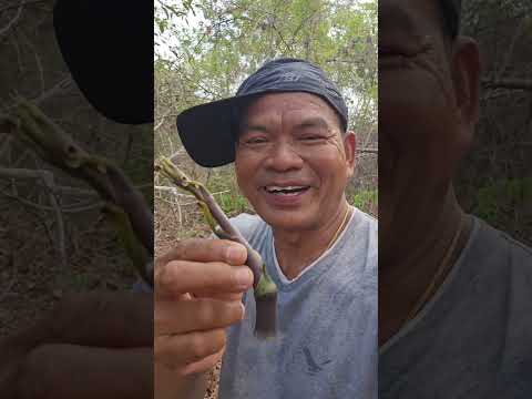 หากินยาก..เจ้ารู้บ่.?