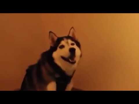 Sneezing husky explosion meme
