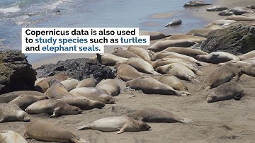 Copernicus Marine Data and Adapting to Climate Change