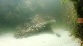 видео: Отчеты из аквариумов. Новая живность подзадержалась. еще пара слов о Lepadogaster lepadogaster картинка: Отчеты из аквариумов. Новая живность подзадержалась. еще пара слов о Lepadogaster lepadogaster