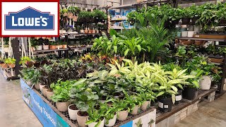 white plants for hanging baskets Lace Flower Vine