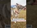 На белорусской границе служит самый настоящий волк! Чем он занимается