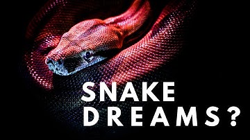 Snake Dreams Explained | What It Means to see SNAKES In Your Dreams