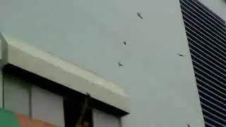 Suara panggil walet SUPER Terbaik top respon Kalimantan Sulawesi Sumatra Malaysia