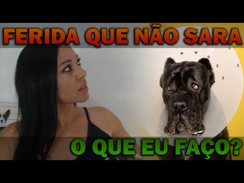 Vídeo: Como criar filhotes de cachorro Bulldog Inglês (com fotos)