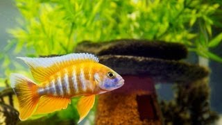 How To Clean Fish Tank Accessories | Aquarium Care