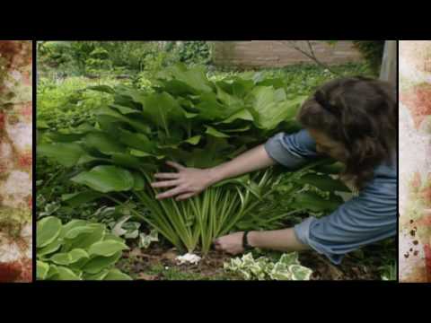 Hostas