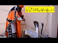 Ustad muhammad safdar jogi catching big king cobra snake  new naag jogi