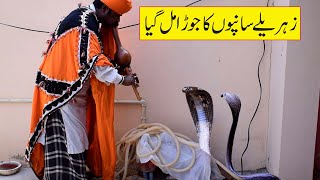 Ustad Muhammad Safdar Jogi Catching Big King Cobra Snake New Video Naag Jogi