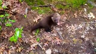 Fisher Cat Cry