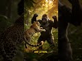 Who would win?.....Gorilla vs Leopard #apexpredator #animalclash #animalfight