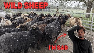 I have to sell my FAVOURITE sheep