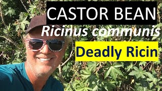 Castor Bean - Ricinus communis (RICIN PLANT) - Orange County