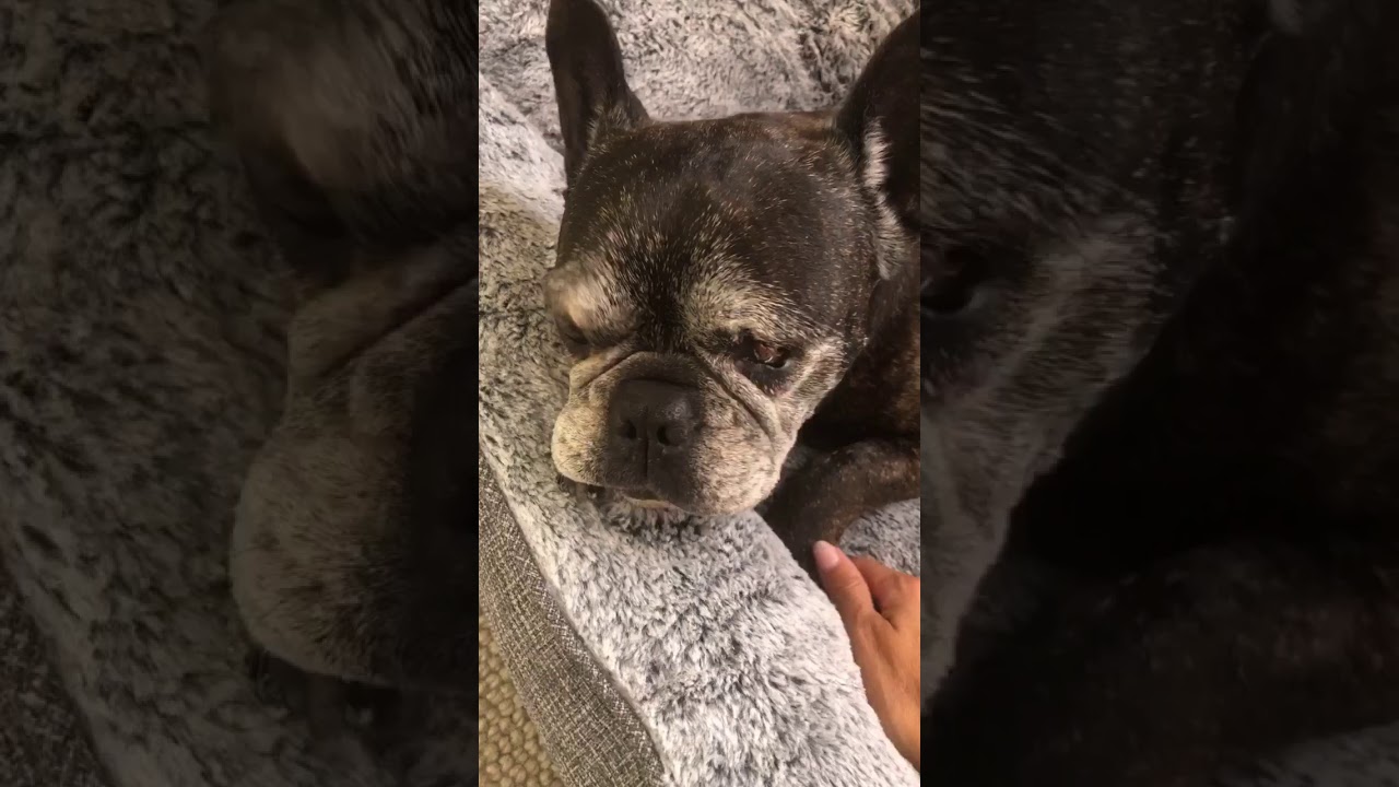 Aspiration Pneumonia French Bulldog YouTube