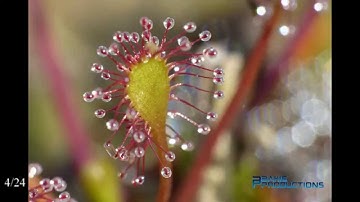 Macro Photo Series Insects - FZ200 + Raynox DCR 250