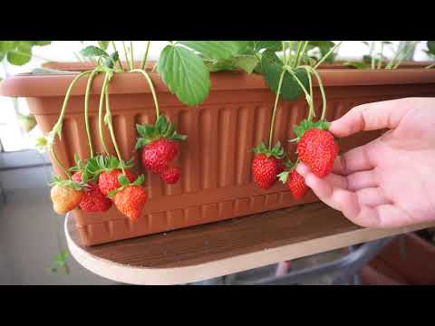 Video: Tohumlardan Büyük Meyveli Remontant çilekleri Nasıl Yetiştiririm