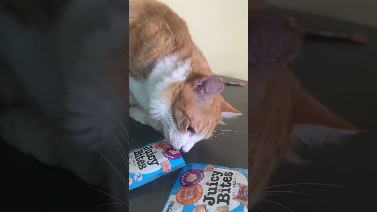 "How long can your pet resist the ultimate temptation—food?! Watch the clock and see if they crack!"