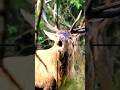 deer hunt so very beautiful sound#wildlife#deerseason#deerhunting#deerhunting#animals