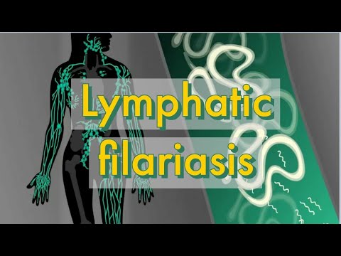 Lymphatic filarial worms