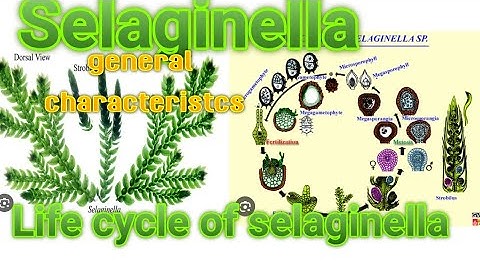 #biology || Selaginella general characteristics &  #Lifecycle