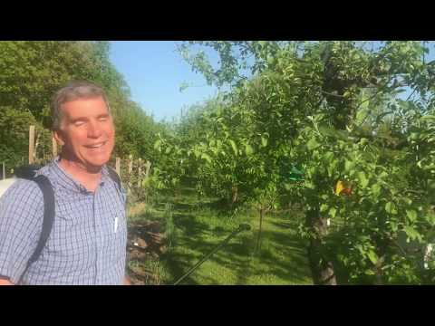 Vídeo: Chili Pepper Fruit Tree Spray: Repelente de insetos de pimenta para árvores frutíferas