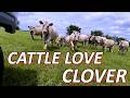 How Clover Helps Cattle &amp; Bees