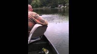 Huge school of shad