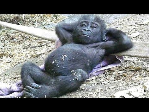 top-10-funny-animals-behaving-like-humans---try-not-to-laugh-challenge-||-animal-videos