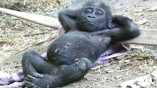 Top 10 Funny Animals Behaving Like Humans - Try Not To Laugh Challenge || Animal Videos by MashupZone 2,290,966 views 5 years ago 4 minutes, 48 seconds