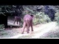 miroir en forêt (3) : un jeune mâle éléphant le découvre au Gabon. Elephant VS mirror