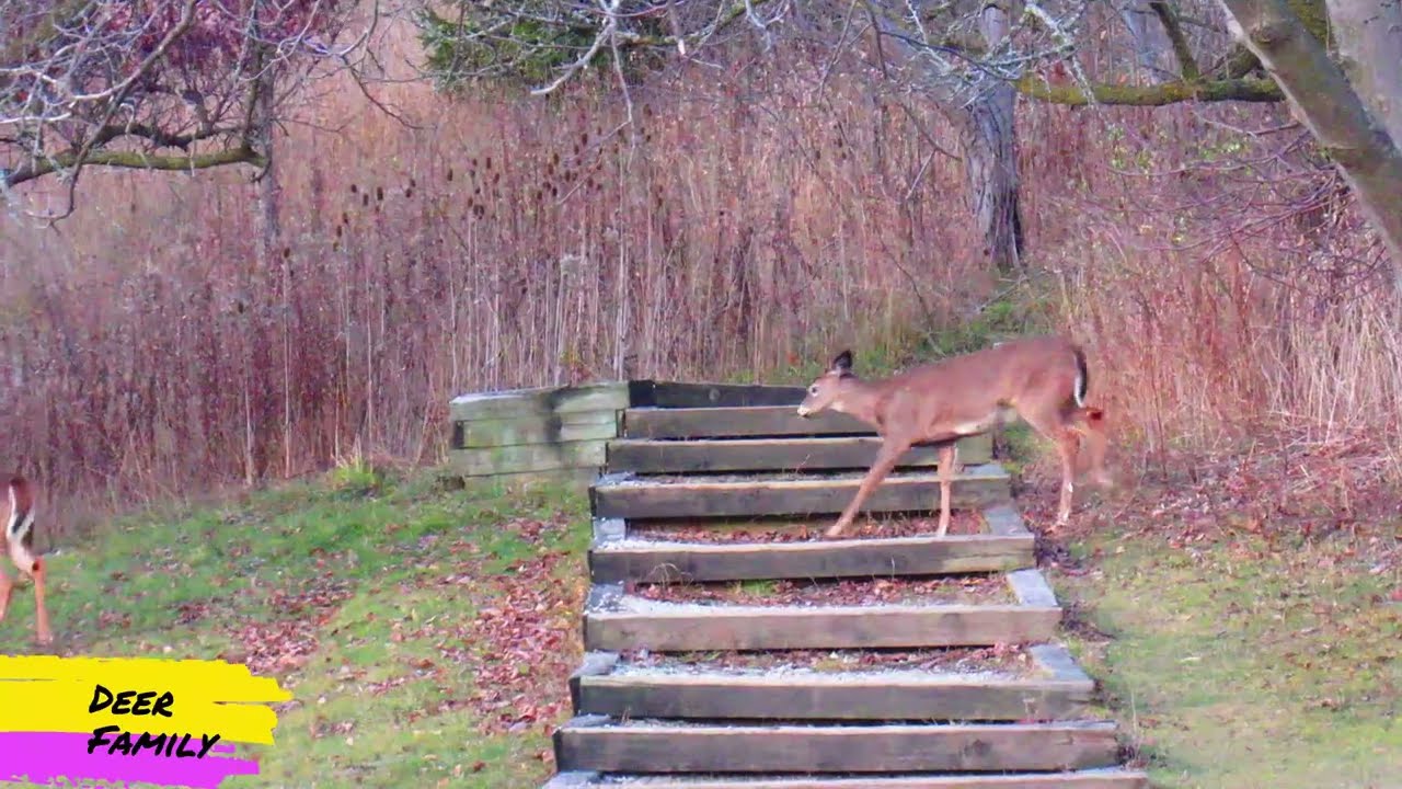 Morning Walk to Enjoy Nature 04 December 2022 Anil Kumar Diary