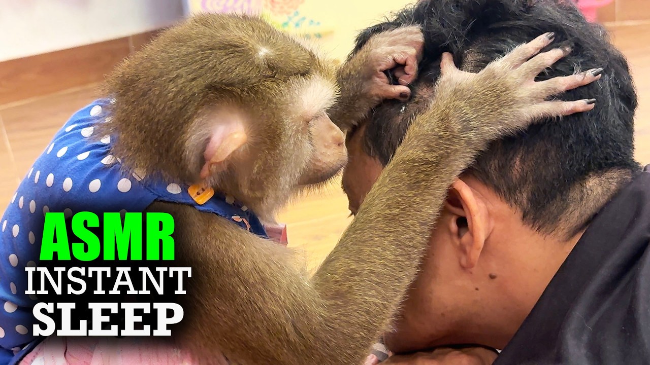 ASMR Deep INSTANT SLEEP | Real Monkey Scalp Grooming (No Talking, Pure Tingles)