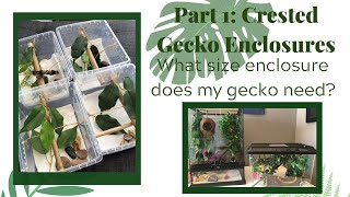 Part 1: Crested Gecko Enclosures | What SIZE ENCLOSURE DOES MY GECKO NEED