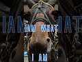 He is what he is and that is a great horse shorts horse horseracing racing standardbred