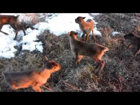 reindeer-adventure-in-canada's-arctic
