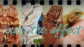 How does the hypo, translucent and leatherback genes affect the look of Bearded Dragon colors?