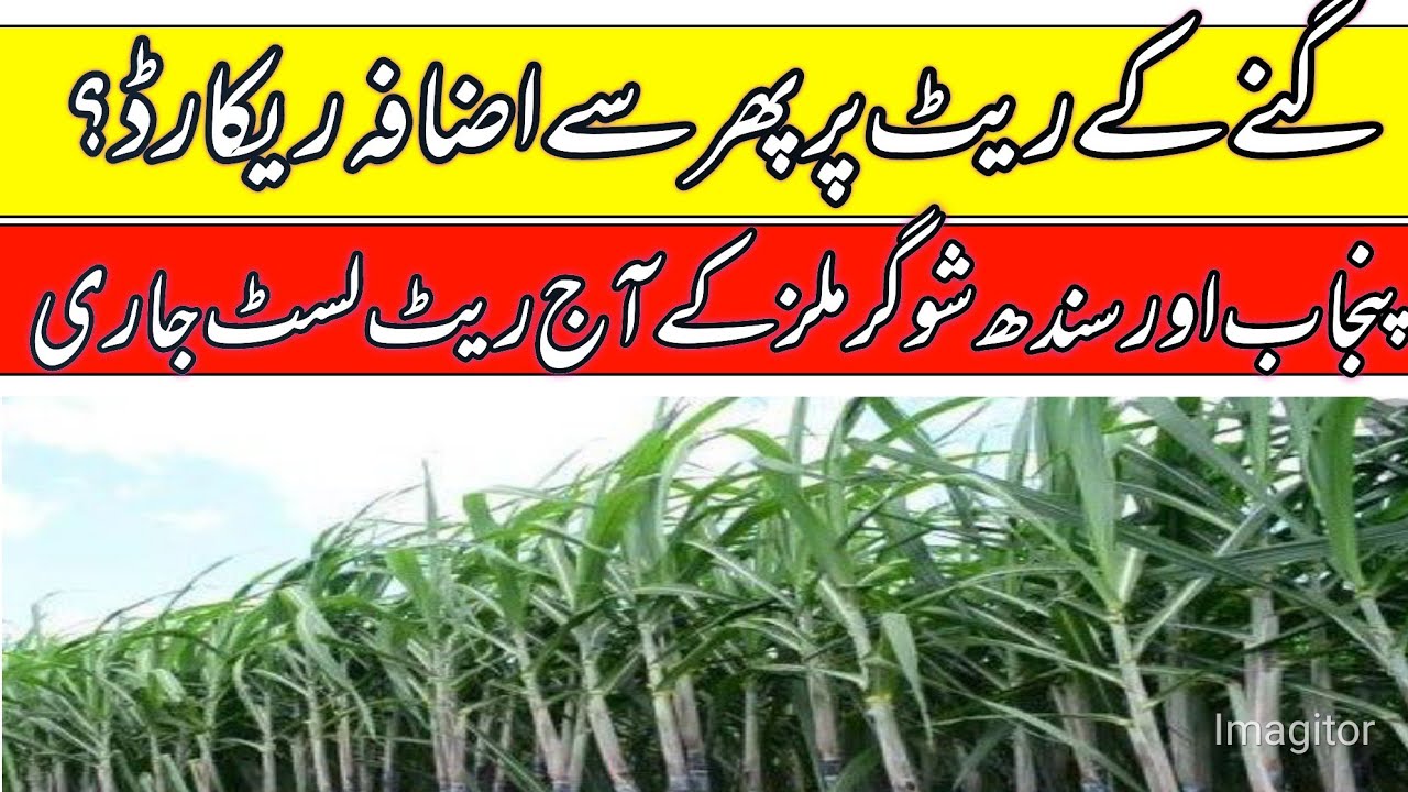 Sugacane rate today in punjab pakistan 2026/sugacane support price in punjab 