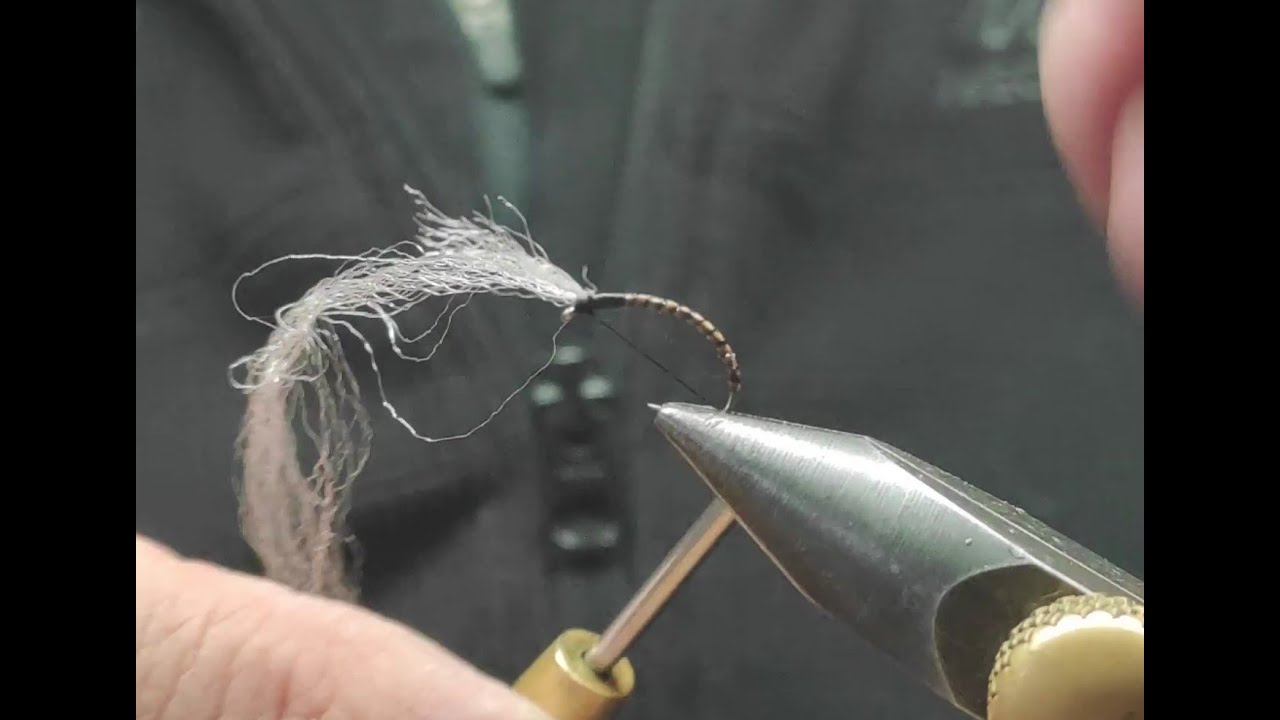 Quironomido  Oliva,  codal de arriba