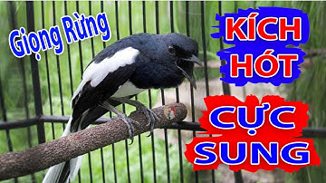 Chòe Than Mồi Hót - Chòe Than Hót Chuẩn GIỌNG NÚI RỪNG - Luyện Choè than HÓT HAY - choe than