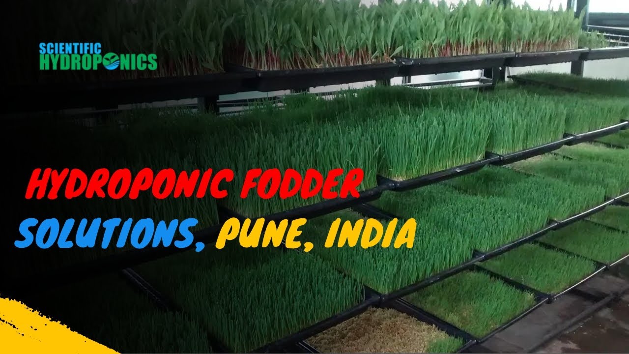 Hydroponic fodder of AQUA GREEN HYDROPONIC FODDER SOLUTION ...