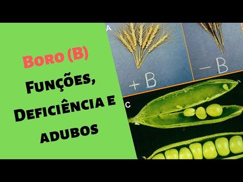 Vídeo: O que o boro faz com as plantas?