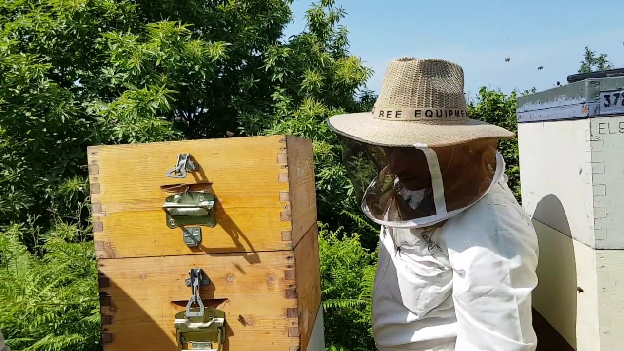 Επιθεώρηση μελισσιών στις καστανιές.